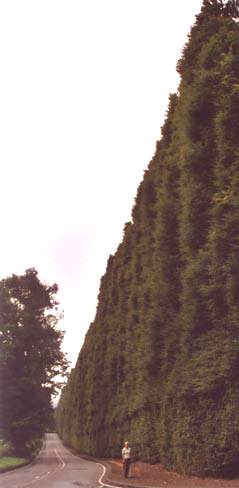 The Beech Hedge