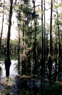 Rimini swamp
