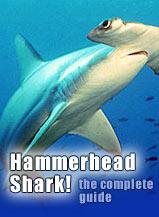 Hammerhead Shark!