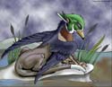 Another gryphon variation Wood duck griffon puma v