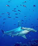 scalloped hammerhead shark  Doug Perrine