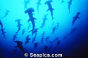 scalloped hammerhead sharks