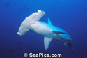 scalloped hammerhead shark