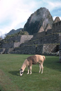 Peabody Museum View of Huayna Picchu from the central Plaza where a llama grazes  Wright Water Engineers