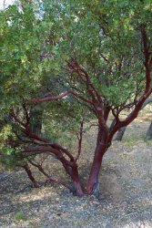 Manzanita Tree