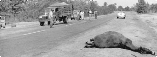 1949 Horse accident - Courtesy Florida State Photographic Archive
