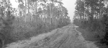 West of Lakeland, FL, before paving - Florida State Archives