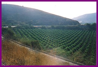 conejo_grade-1930_orchard_view.jpg (20753 bytes)