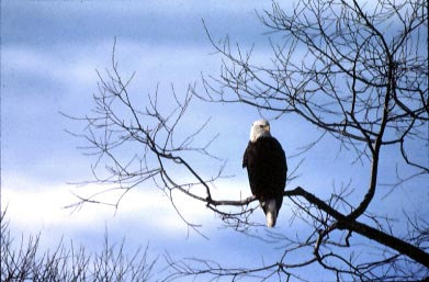 Eagle on tree